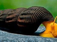 Aquarium Schnecke; Orangene Felsenschnecke (Orange Tylomelania) *TOP* - Erftstadt