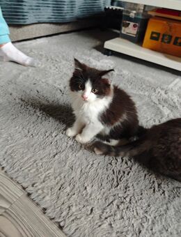 Perser Mix kitten babys Jungs - Nürnberg