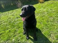 Szeder, freundlicher Labrador Mix - Remagen