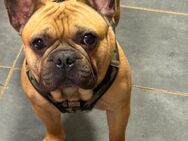 Französische Bulldogge Rüde \"Spike\" 2 Jahre, FCI-Papiere, Fawn - Bad Oeynhausen