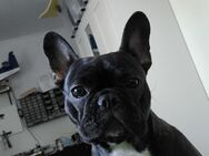 Französische Bulldogge sucht ein Zuhause - Wiesmoor Wiesmoor