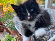 Norwegische Waldkatzen Kitten - Elmshorn