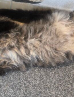 Maine coon kitten getigerte Katze - Heringsdorf (Mecklenburg-Vorpommern)