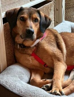 Anniko sucht ein Zuhause - Enger (Widukindstadt)