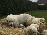 Reinrassige Creme Farbene Golden Retriever Welpen - Marktredwitz