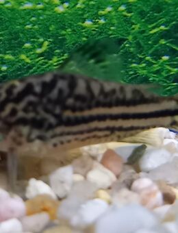 Nanus Panzerwels - Hohenroth