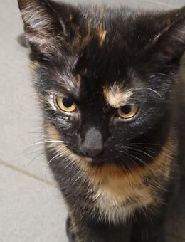 British Kurzhaar-Mix suchen ein Zuhause - Meppen