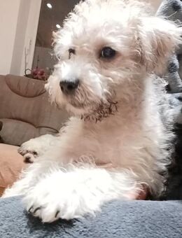 3 Süße Coco Bolonka Welpen suchen ein neues Zuhause - Riedlingen