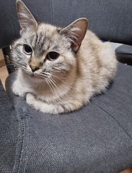 Katzen BKH nett - Wuppertal Zentrum