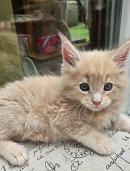 Maine Coon mit Stammbaum suchen ein zu Hause - Euskirchen Zentrum