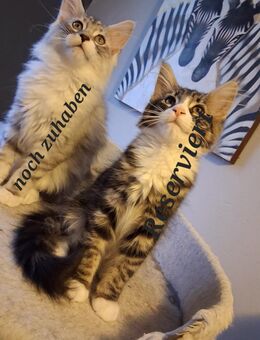 Maine coon kitten - Artern (Unstrut)