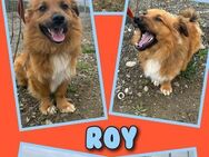 Hübscher Roy- bald auf Pflegestelle! - Nürnberg