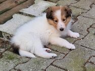 Reinr. Amerik. Colliewelpen, Rüden, umzugsbereit , mit Ahnentafel - Osterhofen