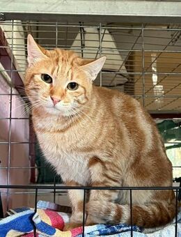 Gino aus dem Tierschutz - Grevenbroich