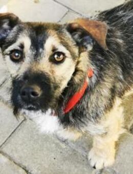 Benito,netter Terrier su. Zuhause - Heinsdorfergrund