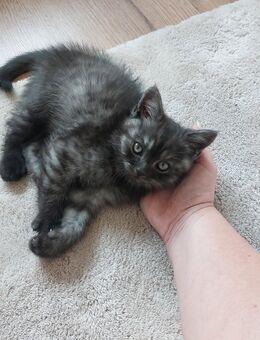 BKH Mix Kater - Euskirchen