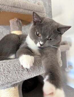 Reinrassige Britische kurzhaar kitten - Münster