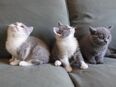 Britisch Kurzhaar (BKH), Katzenbabies, Katzenbabys, Kitten, (m/w) in 63075