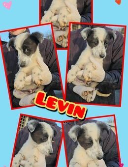 Süßer Levin braucht Hilfe! - Nürnberg