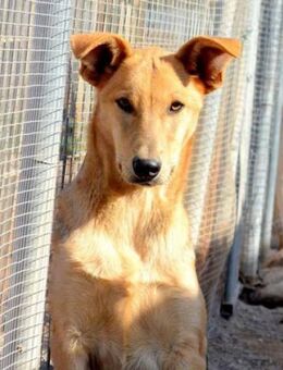 KOBI - braucht ruhige und liebe Hände - Sulzbach-Laufen