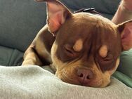 American Bully - Laatzen Zentrum