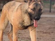 Ivo-BR Kluger, aktiver Malinois-Rüde - Neustadt (Rübenberge)