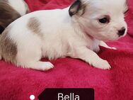 Bella sucht bald ein neues Zuhause - Herne
