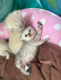 Süße BKH-Mix Kitten suchen ein liebevolles Zuhause 🐾 - Berlin Neukölln