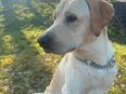 Labrador Deckrüde 2 in 46284