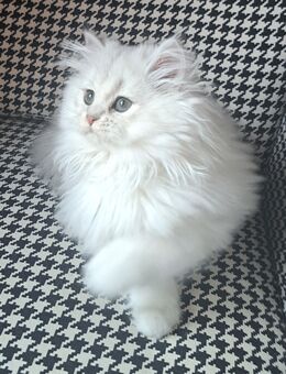 Bkh black silver shaded und blh black silver color point kitten mädchen - Heidelberg