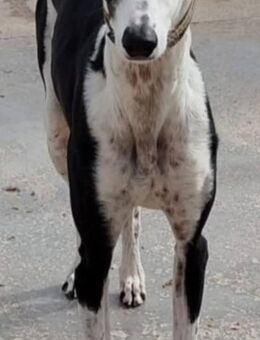 Corbato ist ein ruhiger Galgo - Donaueschingen