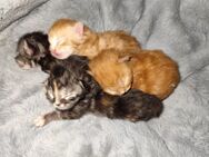 Maine Coon Babys - Warin