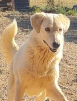 Greta-wunderschön, sanft und schüchtern - Mettmann