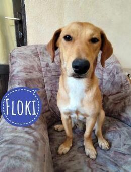 Floki ein absoluter Schatz - Flörsheim-Dalsheim