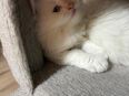 Perserkatzen in 52134