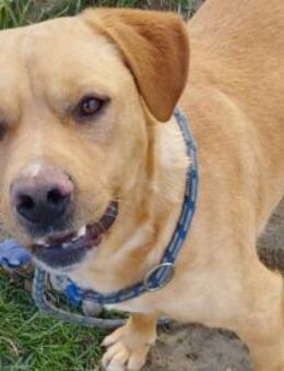 Borris möchte auf Tour gehen - Olsberg