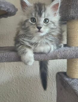 Maine Coon Kitten weiblich - Solingen (Klingenstadt)