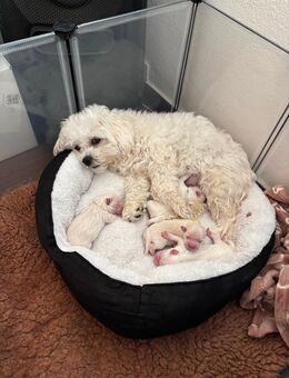 Malteser Welpen - Thür