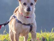Pixie, Pflegestelle in Niedersachsen - Bad Vilbel