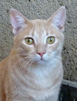 INDI & VICK - zwei die sich mögen...... - Kempen