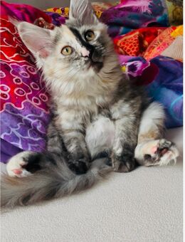 Maine Coon Kitten - Kassel