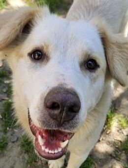 Malu, geb. ca. 07/2024, Griechenland - Euskirchen