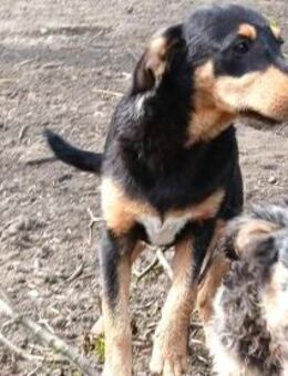 Jetta wurde mit Kysa gefunden - Olsberg