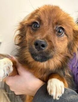 BELLA kleines Hundeherz sucht Liebe - Hof