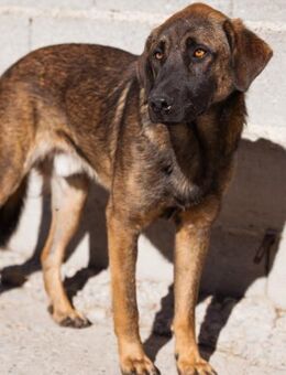 Lieber,feiner Pico 💗 sucht Schutz&Liebe - Hamburg