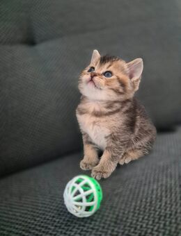 BKH kitten - Hörstel