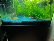 125liter Aquarium zum abgeben - Spelle