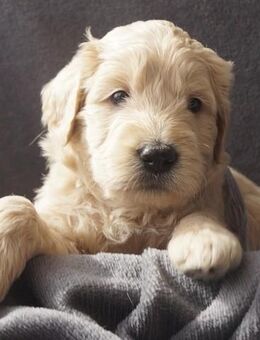 Goldendoodle Welpen medium suchen demnächst ihre Familien - Masburg