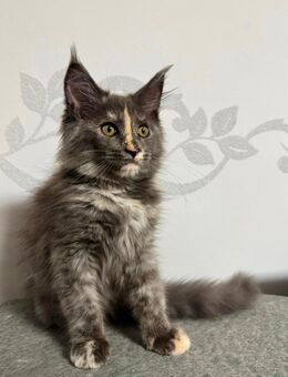 Maine Coon Kitten Katze - Wismar