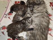 Maine Coon Kitten - Solingen (Klingenstadt)